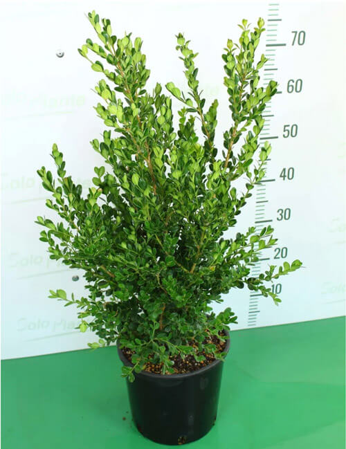 https://www.solopiante.it/piante-da-siepe/319-bosso-faulkner-buxus-semp-faulkner-v20.html